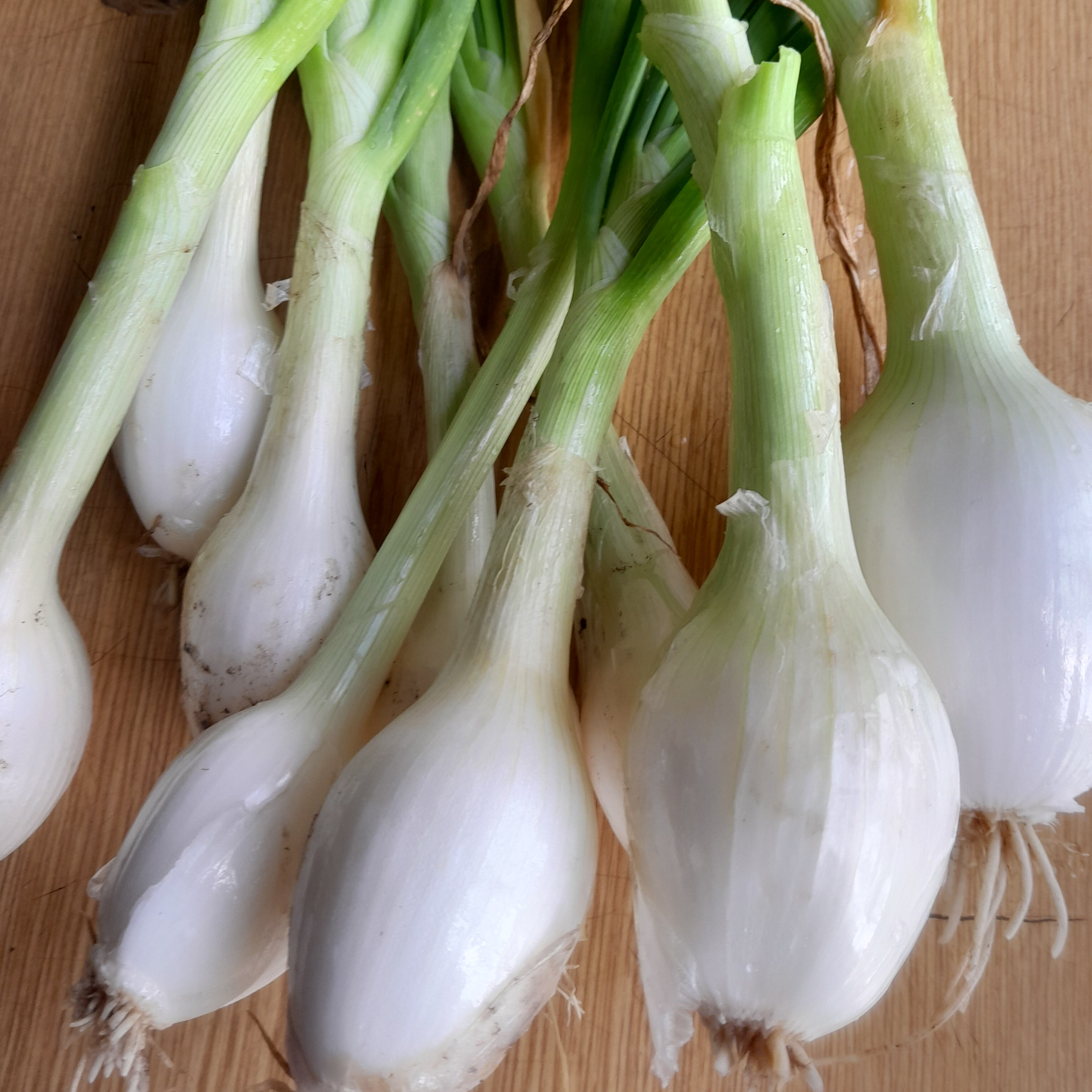 Oignons blancs botte