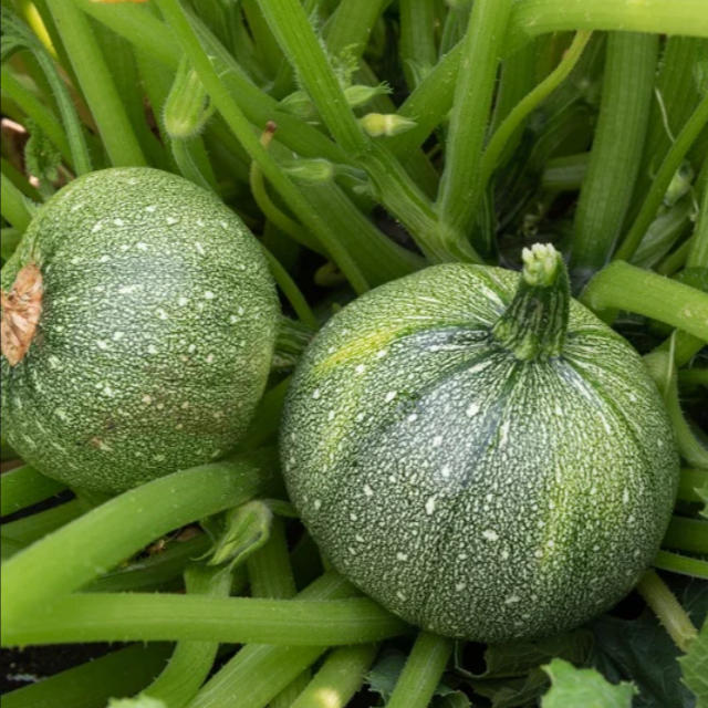 Courgette ronde - 500g