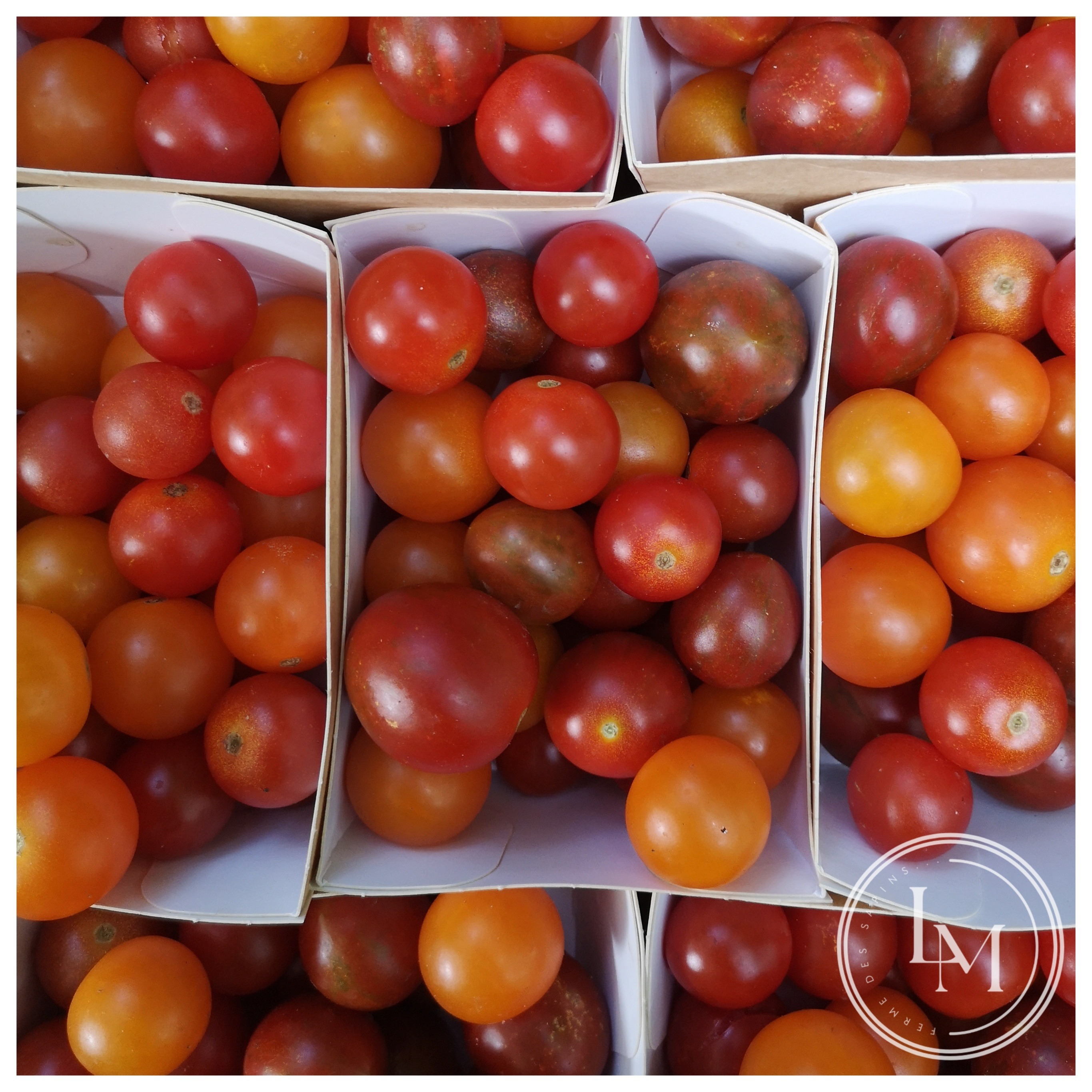 T cerises (250g)