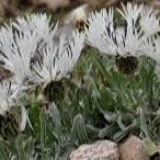Centaurea pindicaula