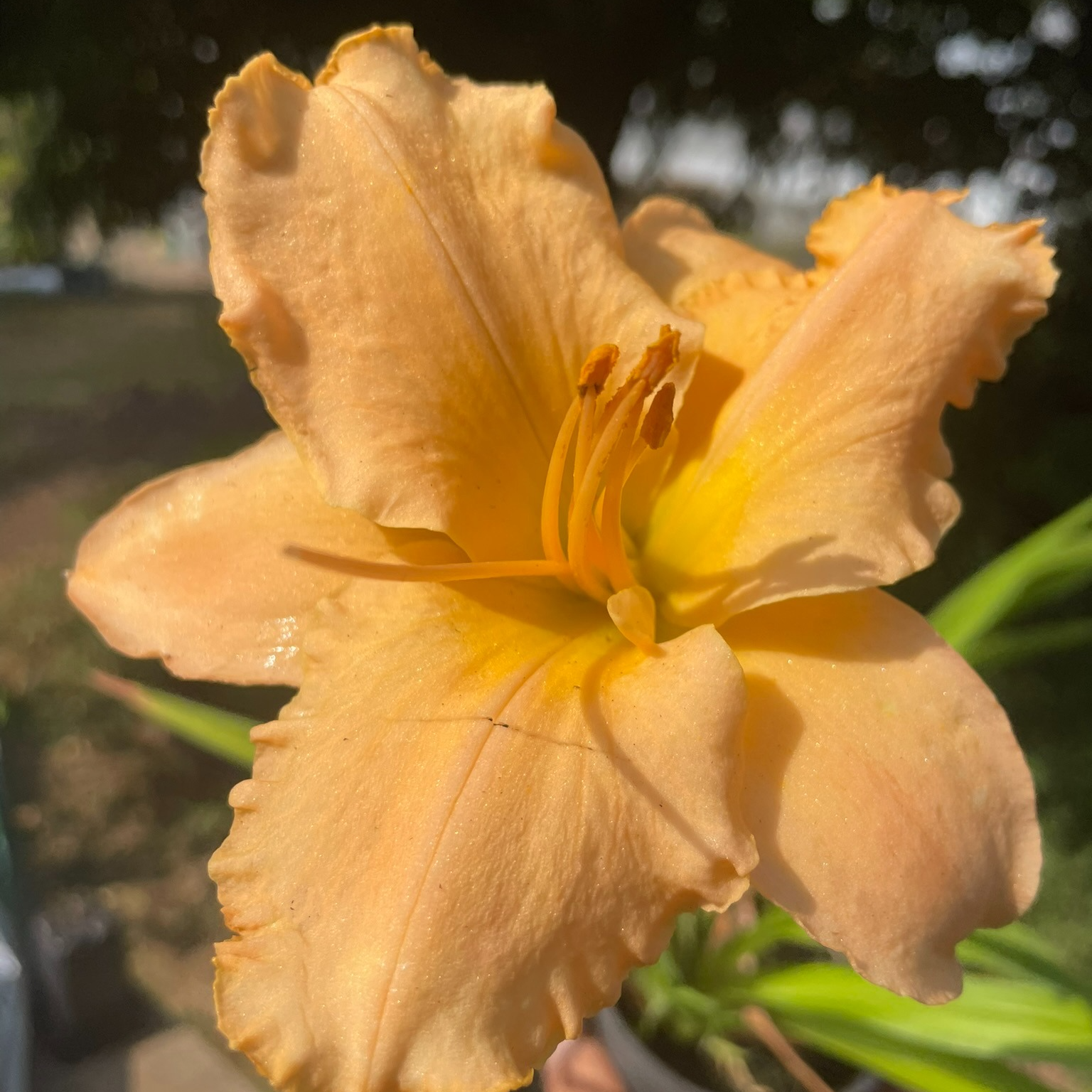 Hemerocallis 'Elisabeth Salter'