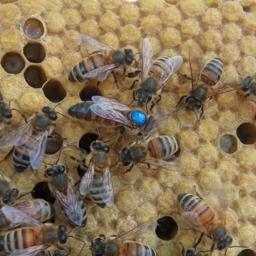 Reine Buckfast F1 sélectionnée Semaine 30