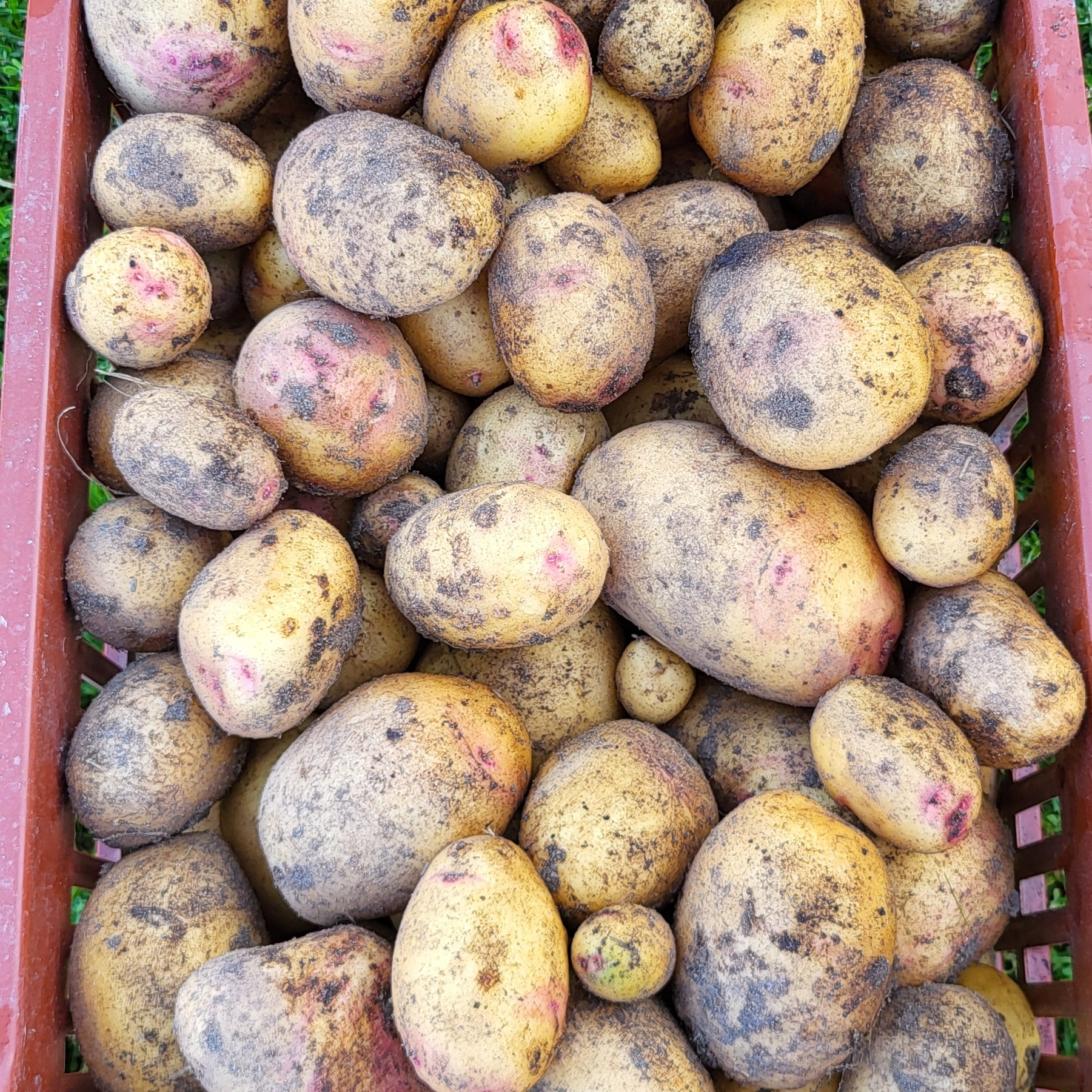 Pomme de terre blanche - 500g