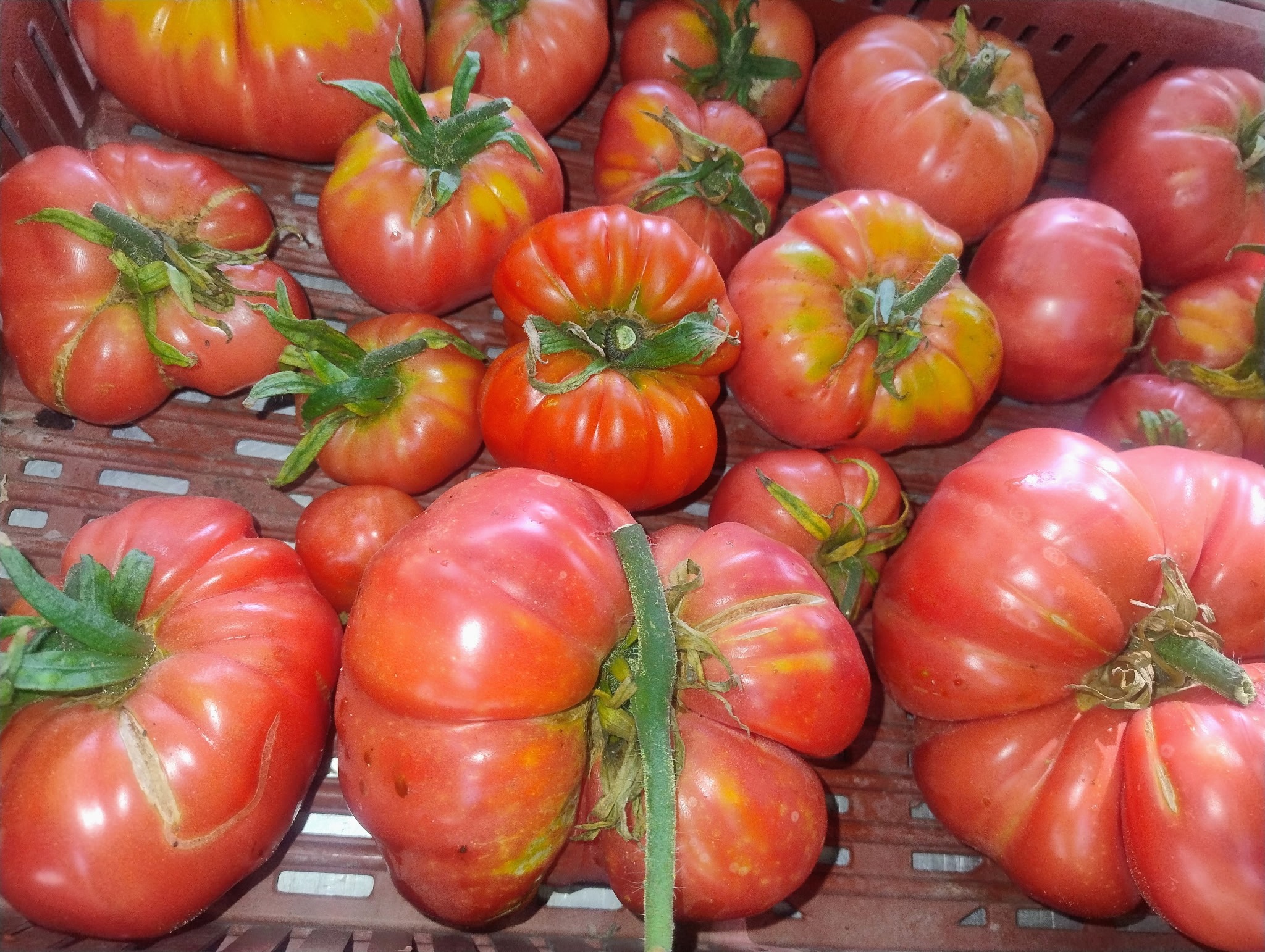 TOMATE (Brandwide)