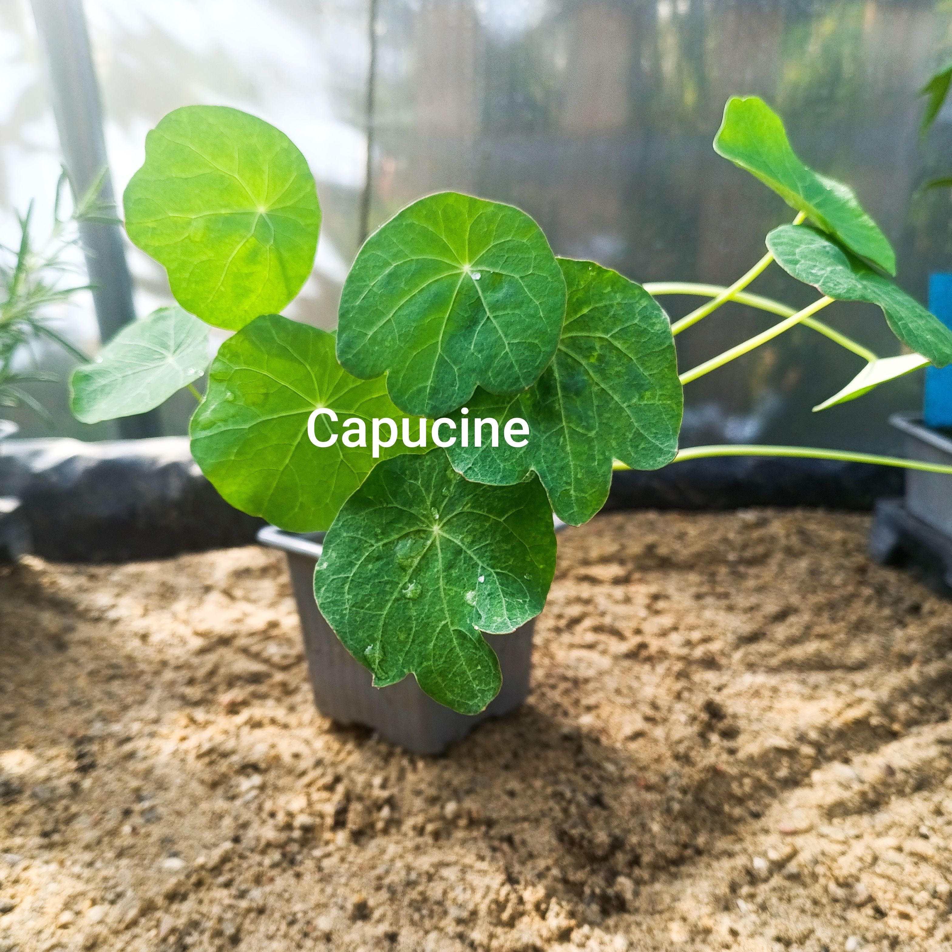 Plant fleur/feuille comestible - capucine