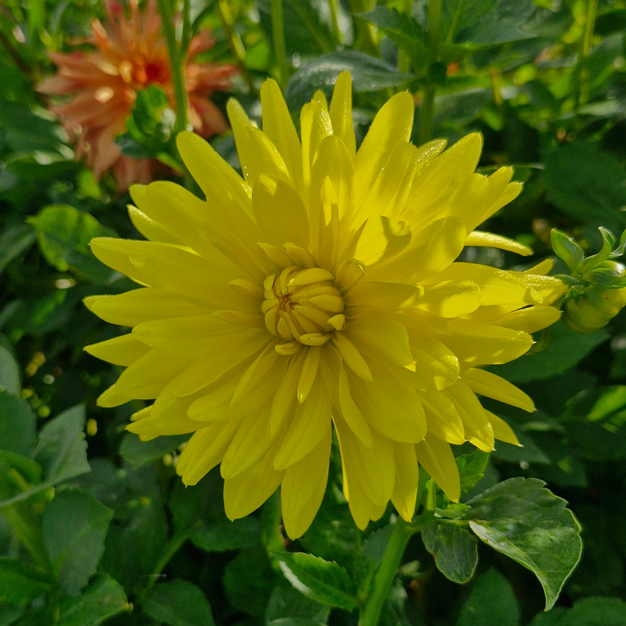 Dahlia décoratif fantasia (botte de 10 tiges)