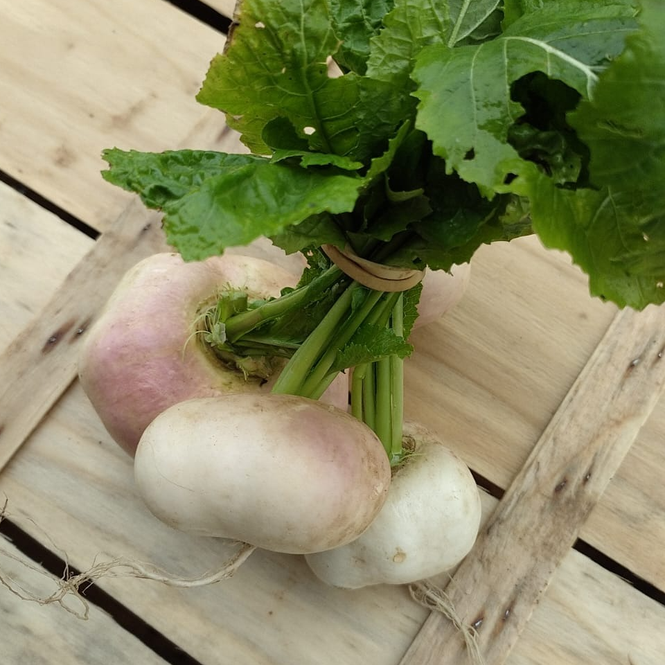 Botte de navets nouveaux