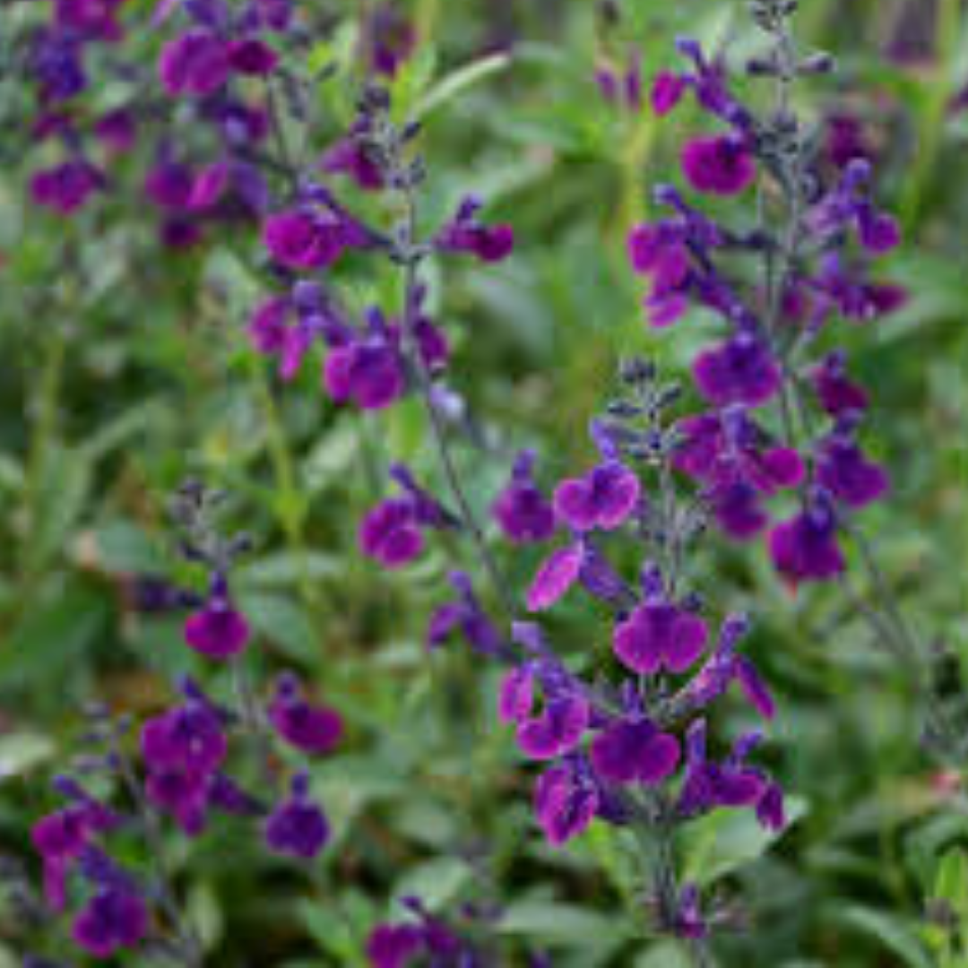 Salvia jamensis ‘Violette de Loire’
