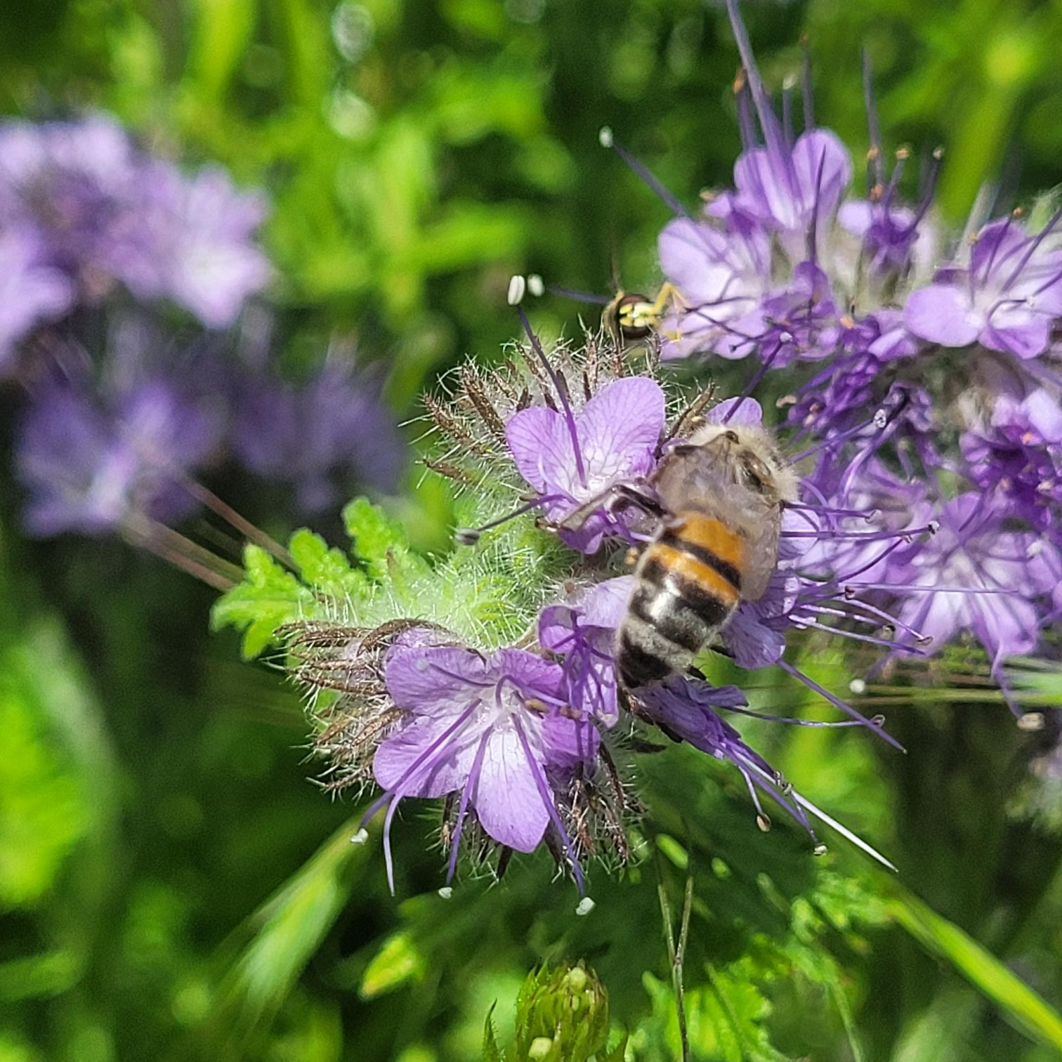 Miel de phacelie et fleurs, seau - 3kg