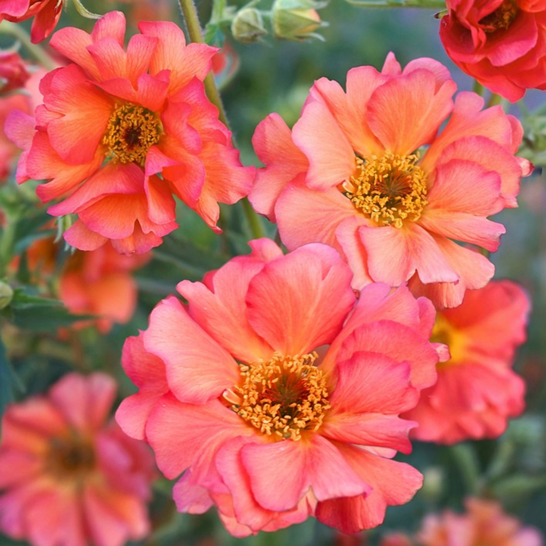 Geum’Coral Tempest’