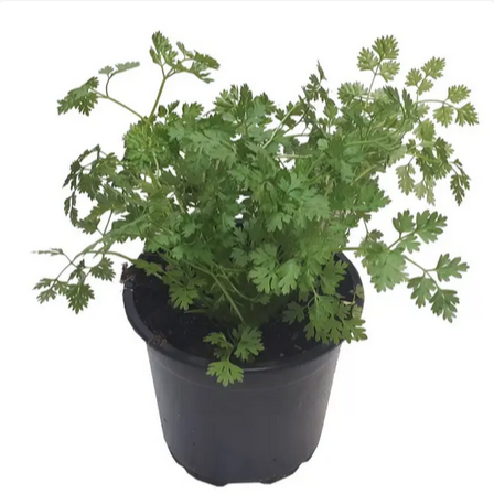 Pot de cerfeuil