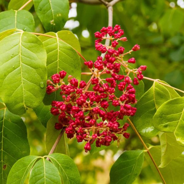 Arbre à Miel (Tetradium daniellii)
