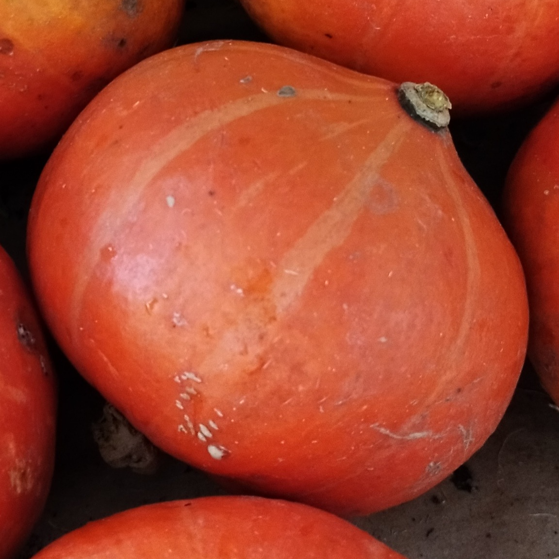 Courge Potimarron (petit) - 700g