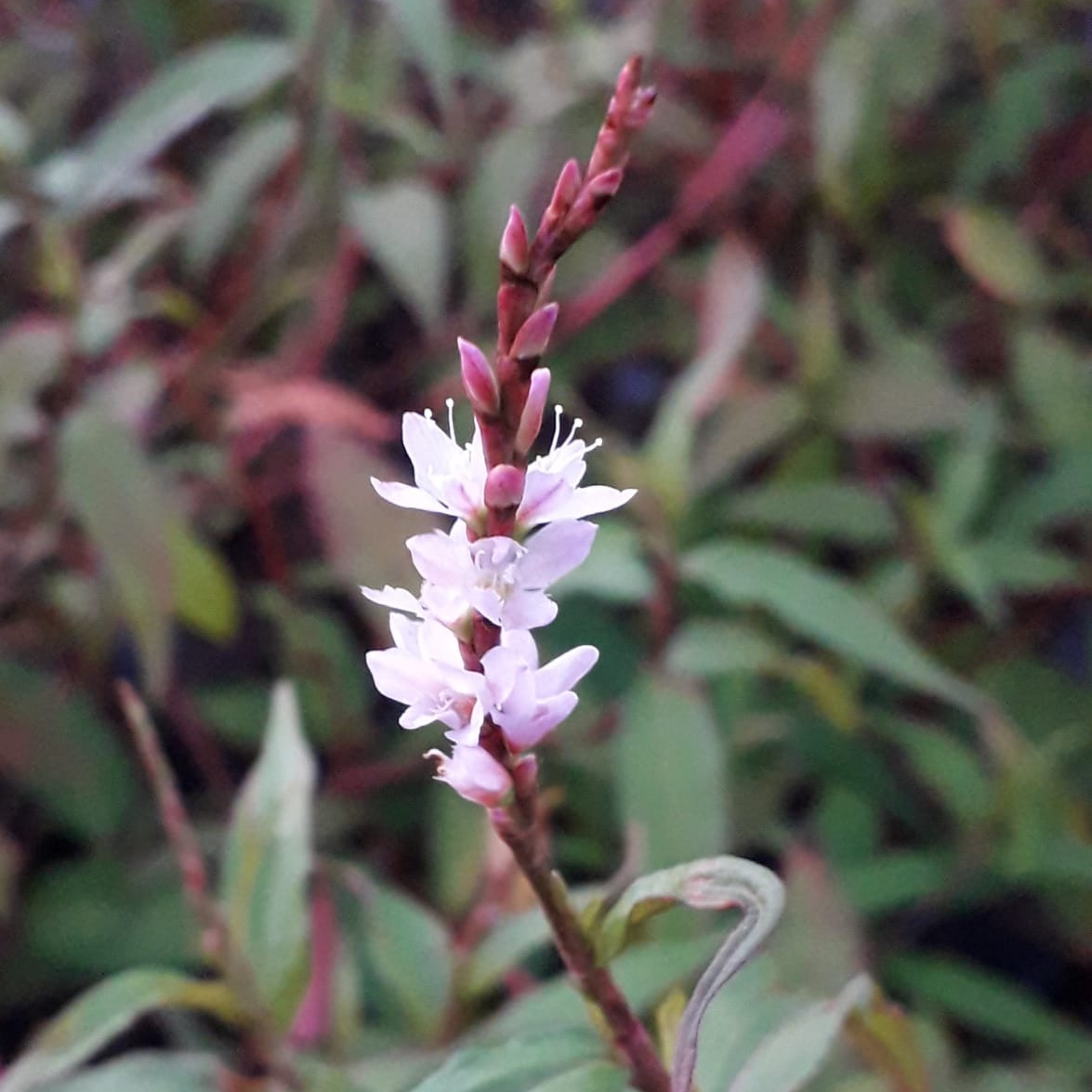 Fleurs de Rau-ram (par 20)