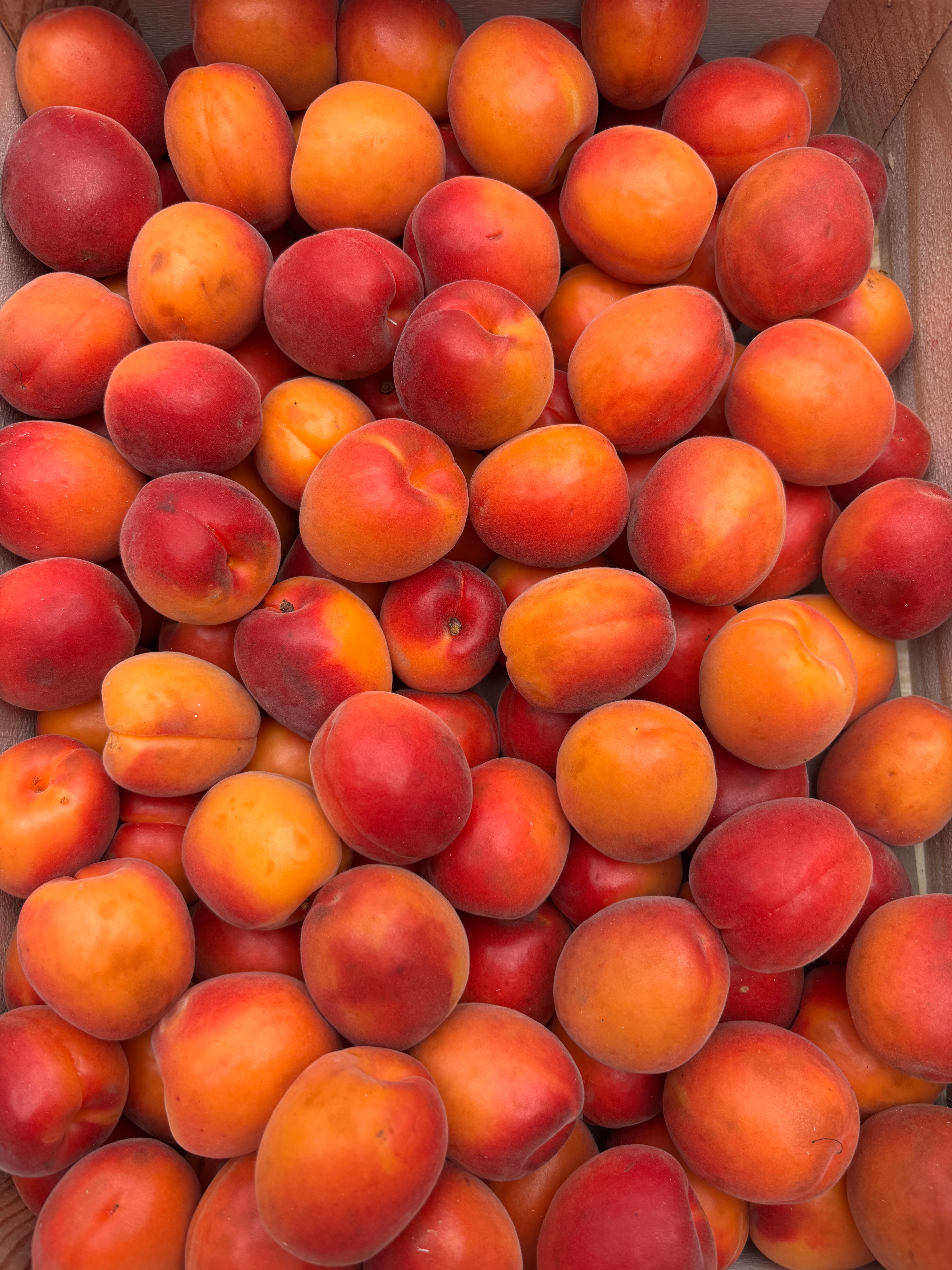 Abricots