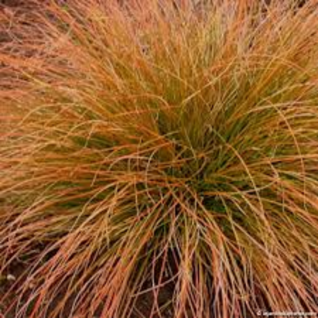Carex testacea