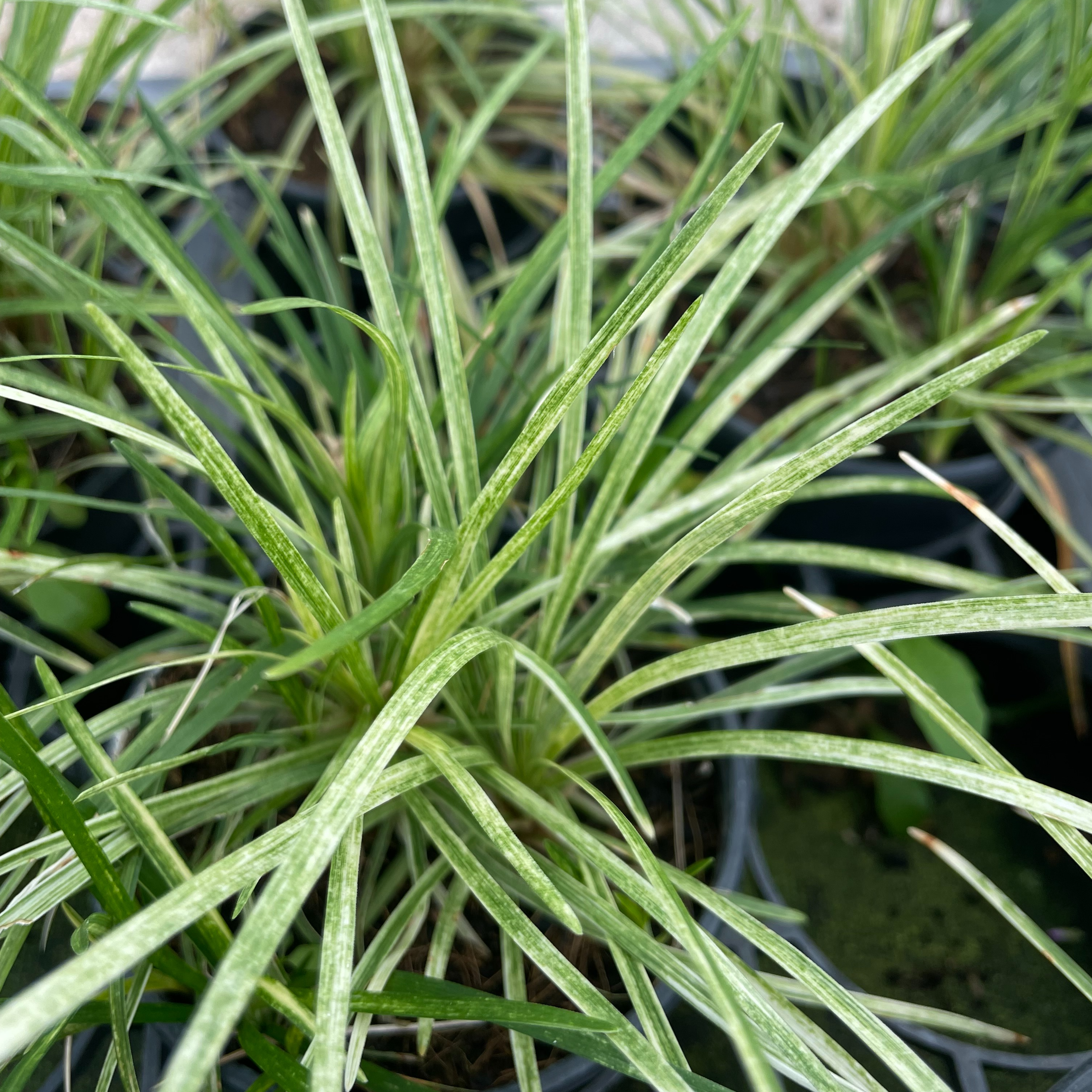 Ophiopogon japonicus ‘Variegatus’