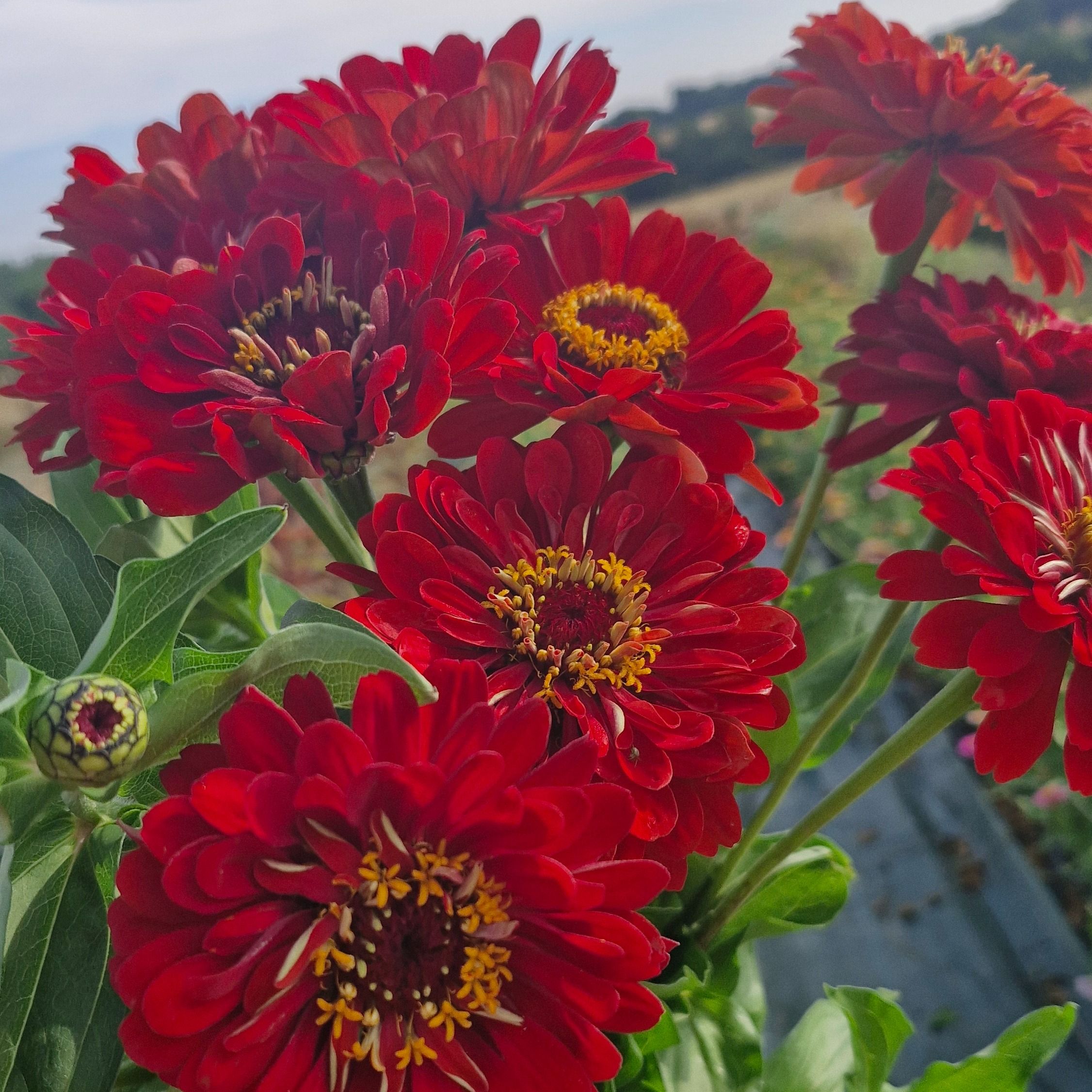 Zinnia big red (botte de 10 tiges)