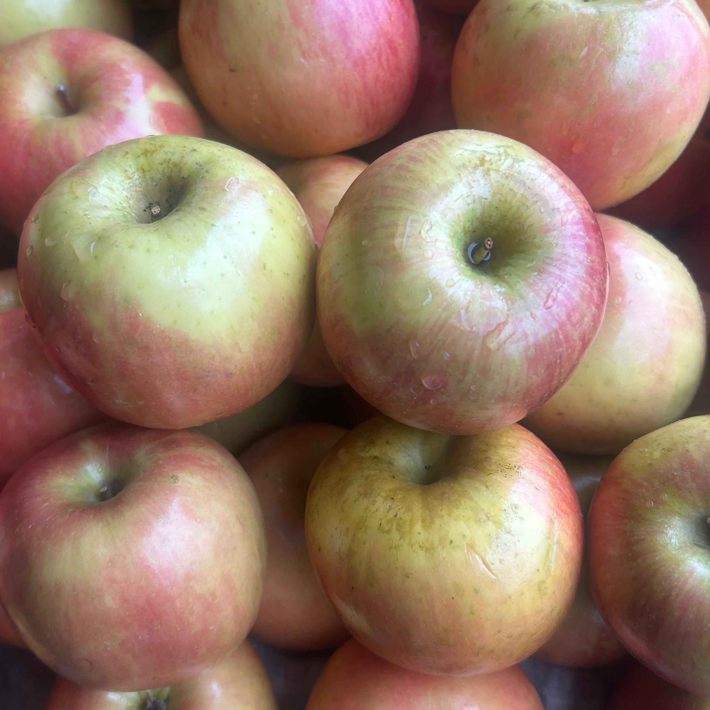 POMME FUJI