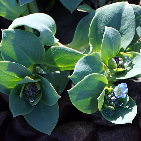 Mertensie maritime - gdt 9