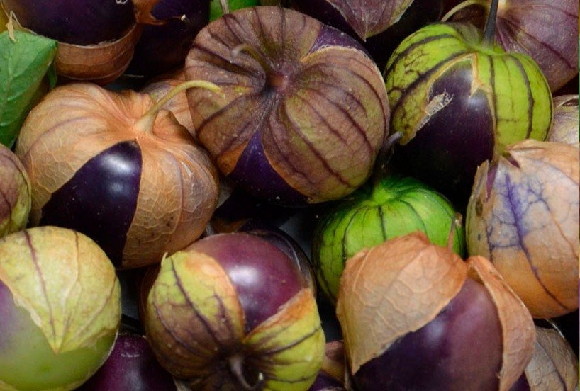 tomatillo pourpre