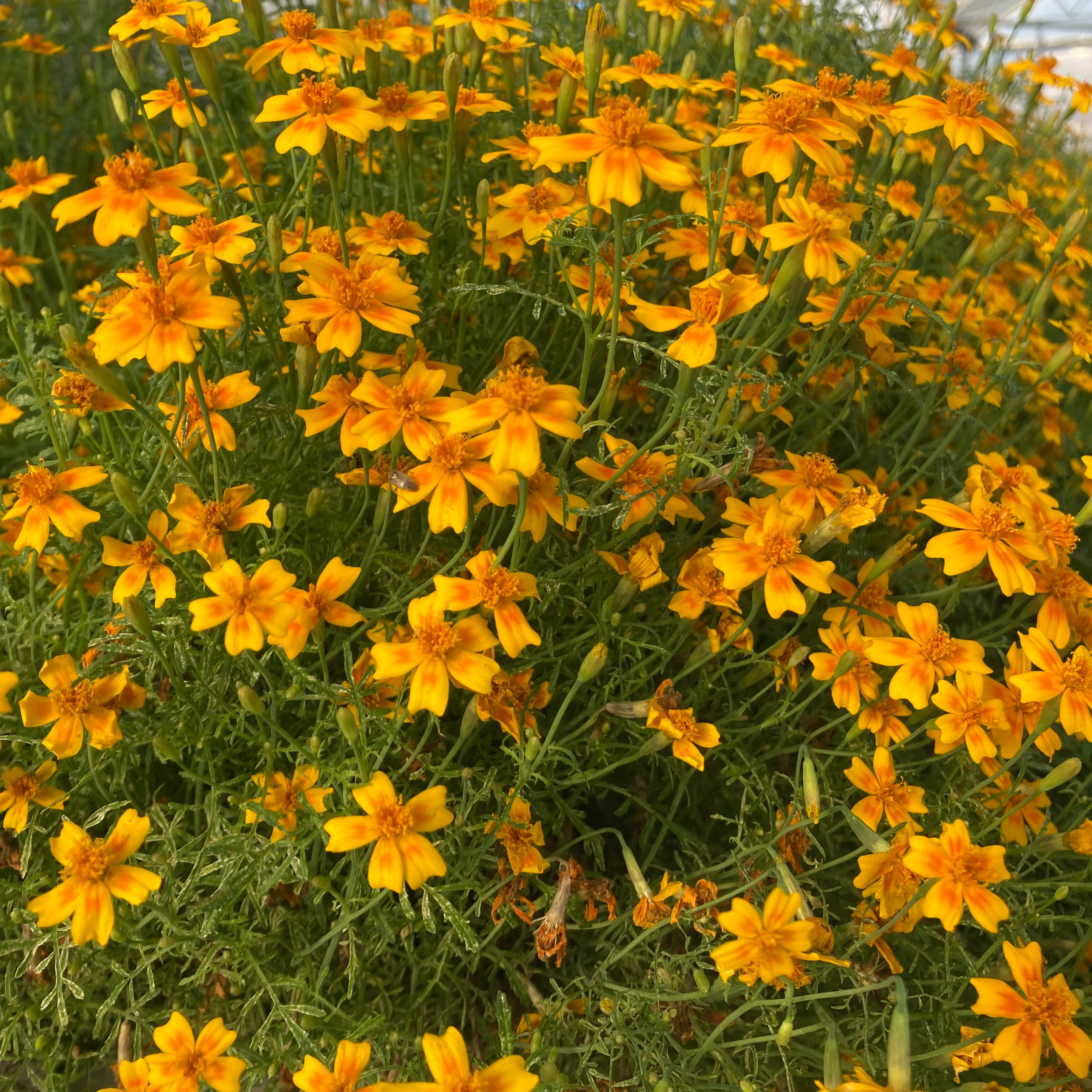 Tagete tenuifolia