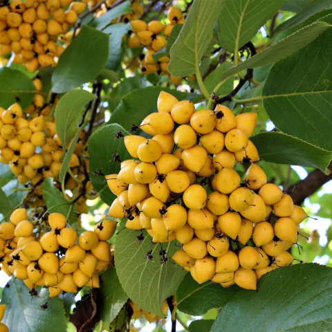 Cabrillet de Dickson