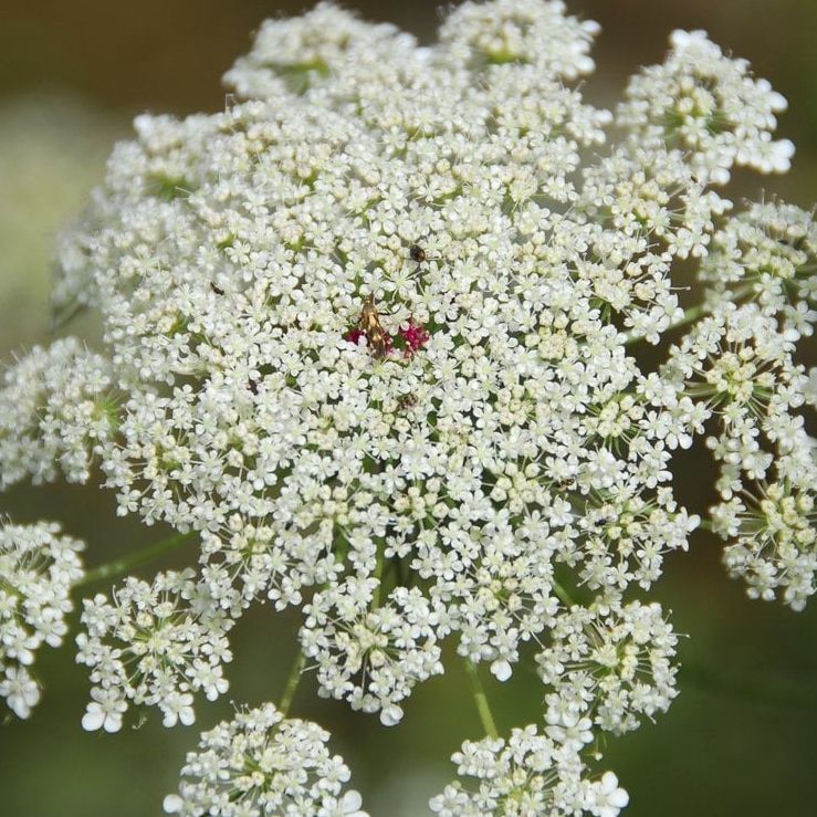 Ammi majus