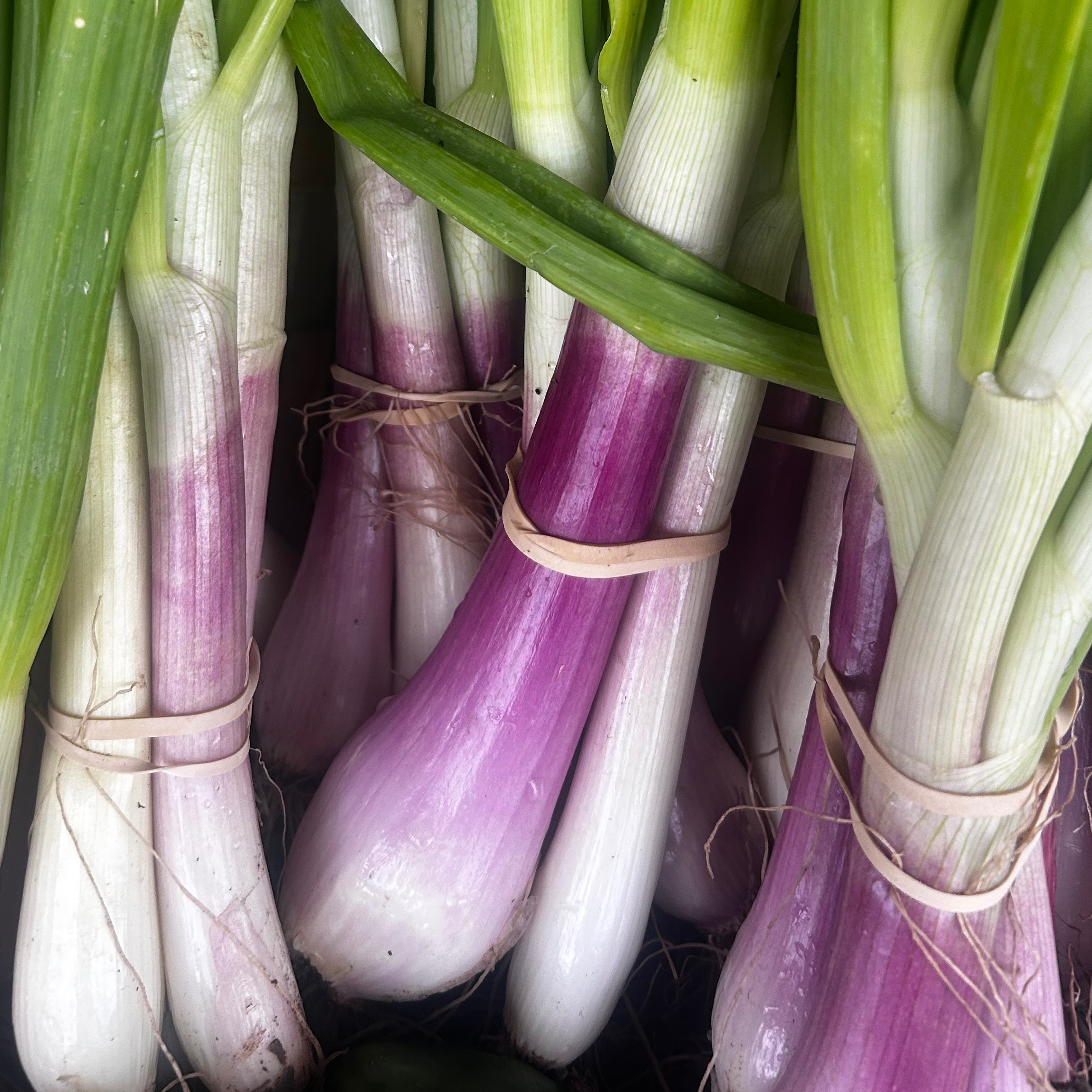 CEBETTE ROUGE - La botte