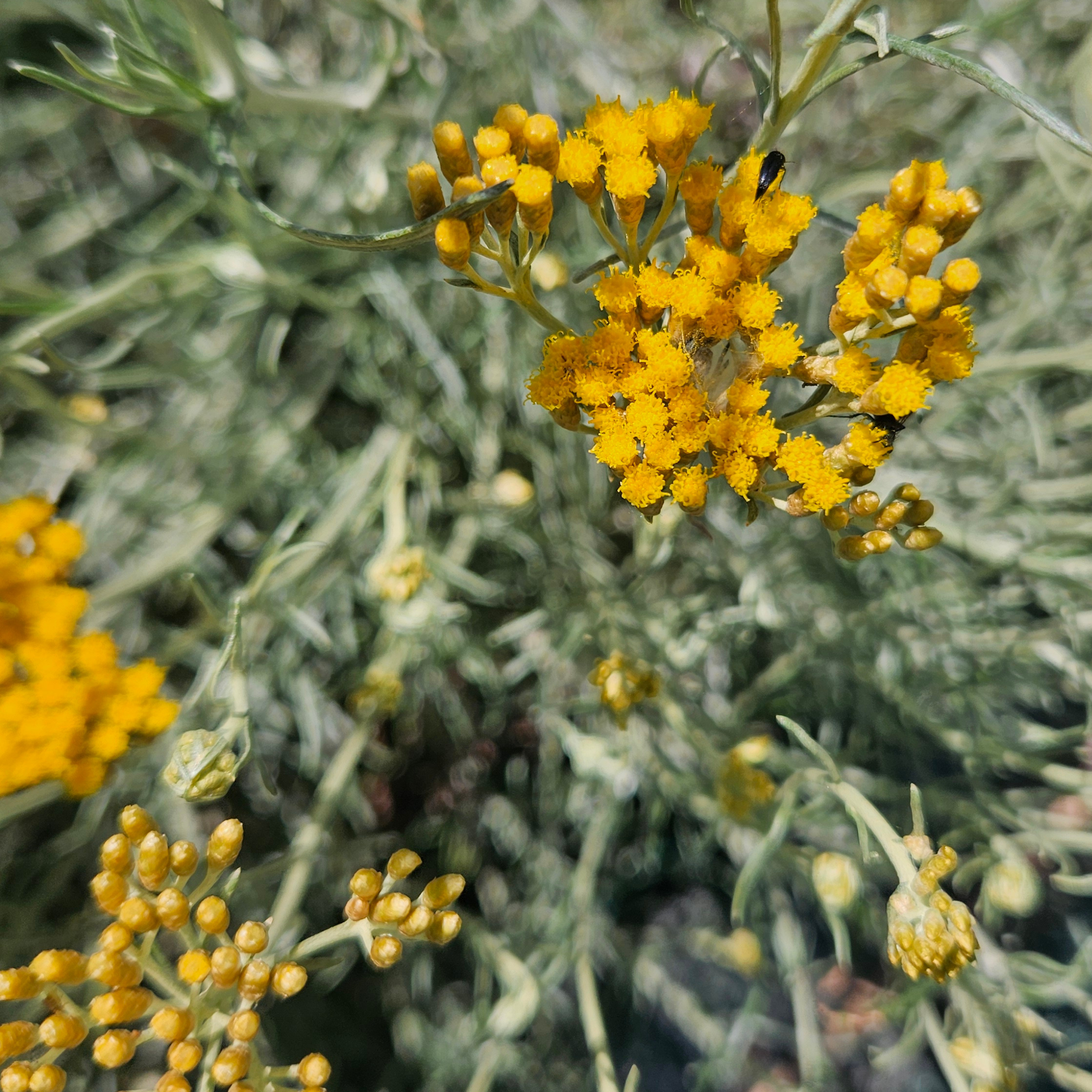 Hellichrise fleurs