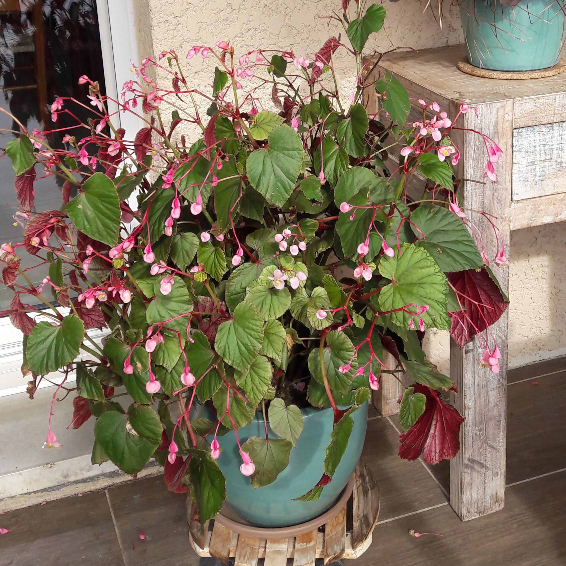 Bégonia grandis evansiana en pot 3 litres
