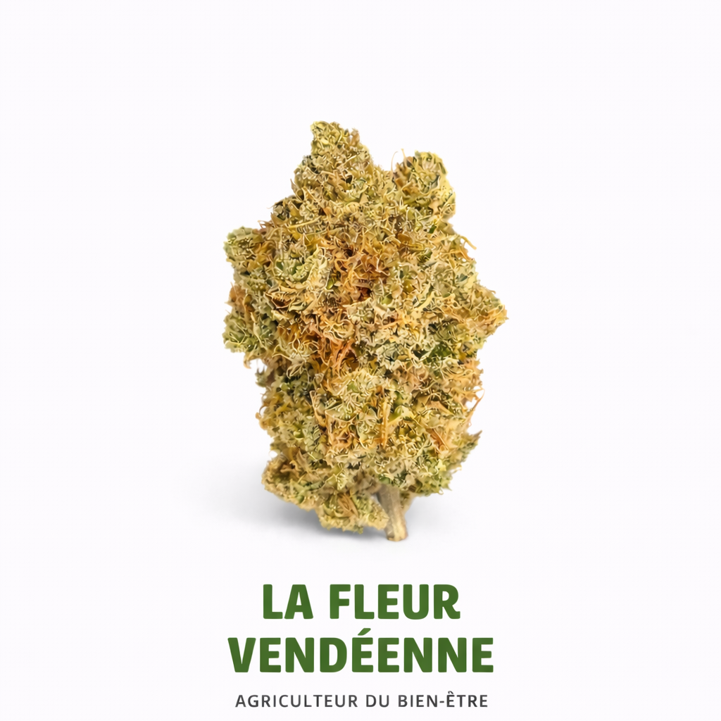 CBD INDOOR MB GUMB 3ᵉ prix concours France 2025