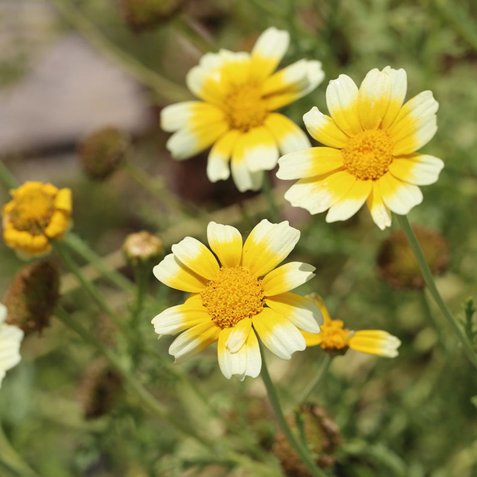 Fleurs de chrysanthème japonais (par'10)