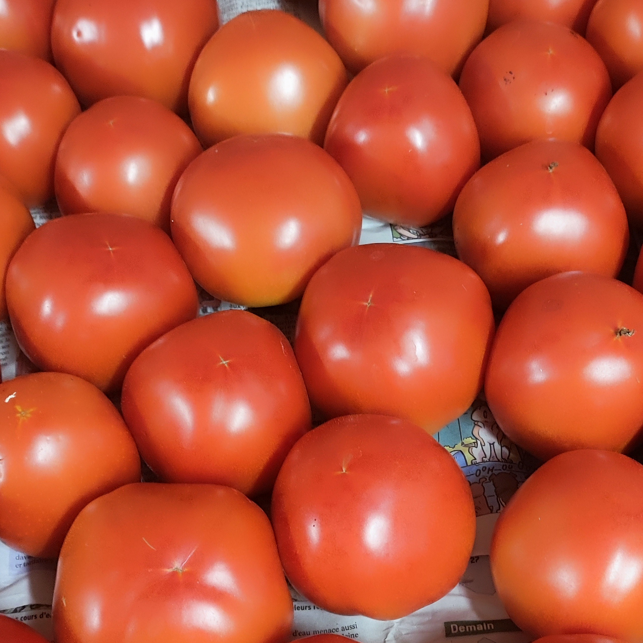 Tomates rondes classiques