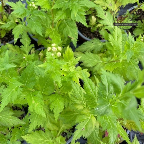 CHRYSANTHÈME DE NANKIN Bio