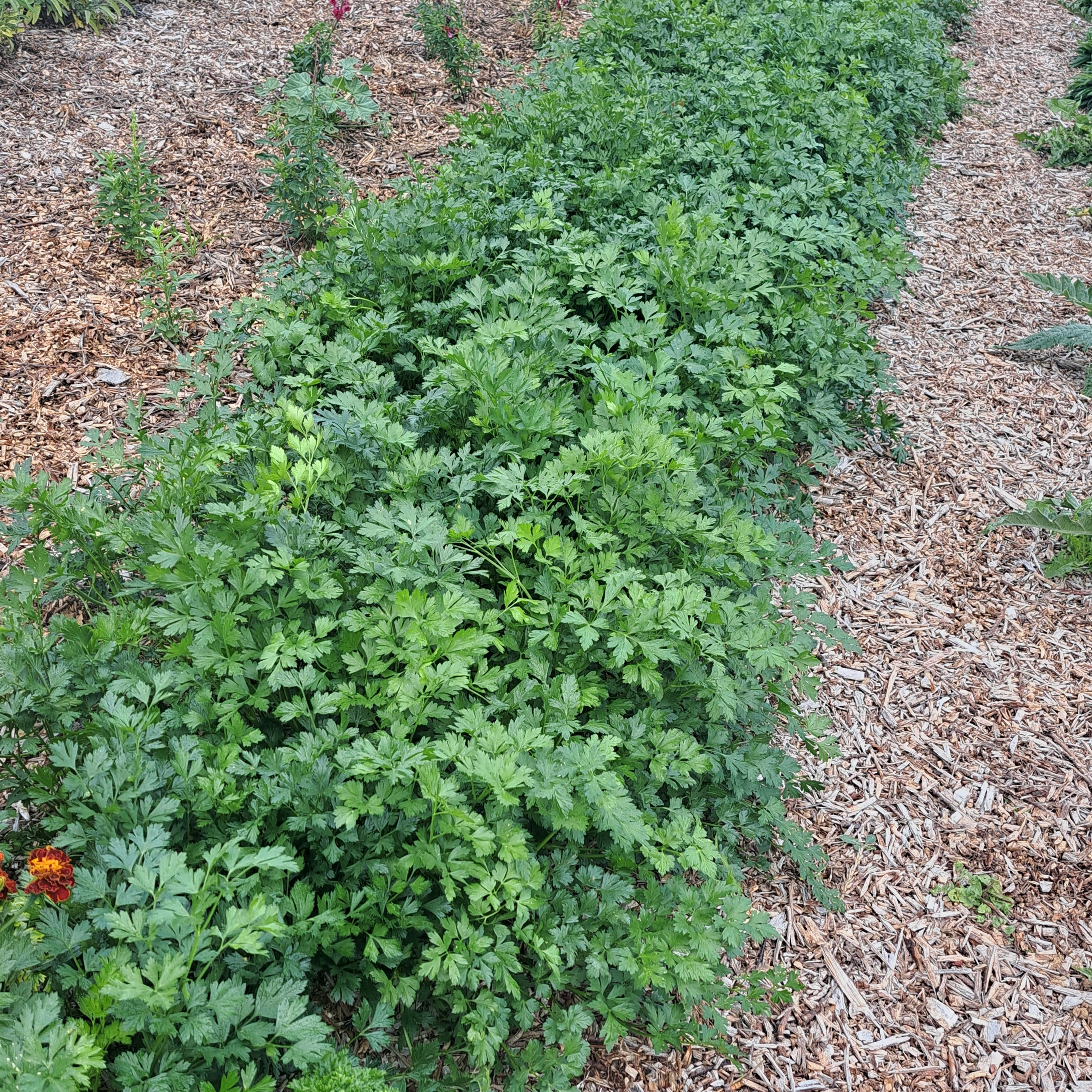 Persil plat (bouquet)