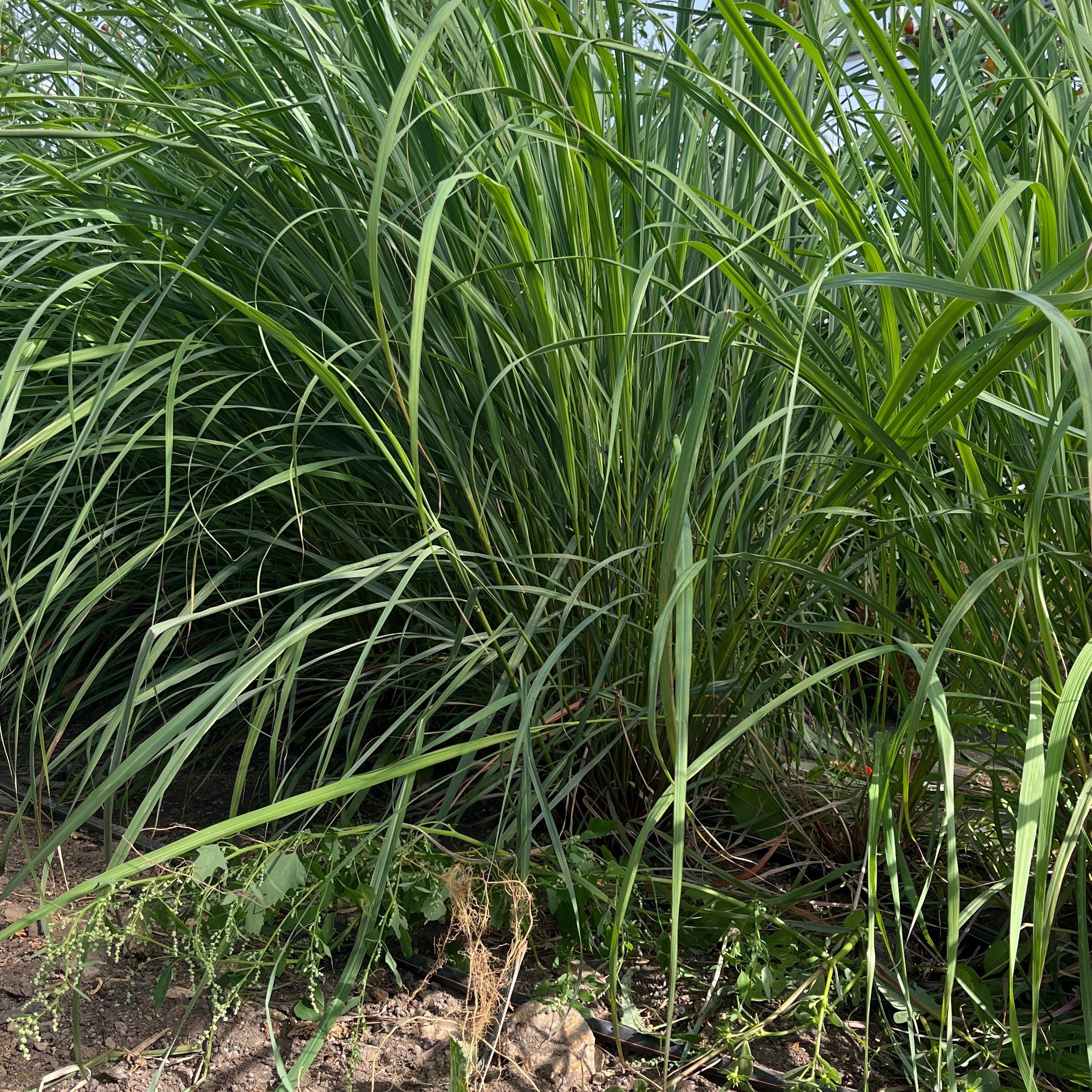 Citronnelle de Java Bouquet Bio