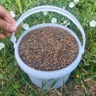 Seau de lentilles vertes - 6kg
