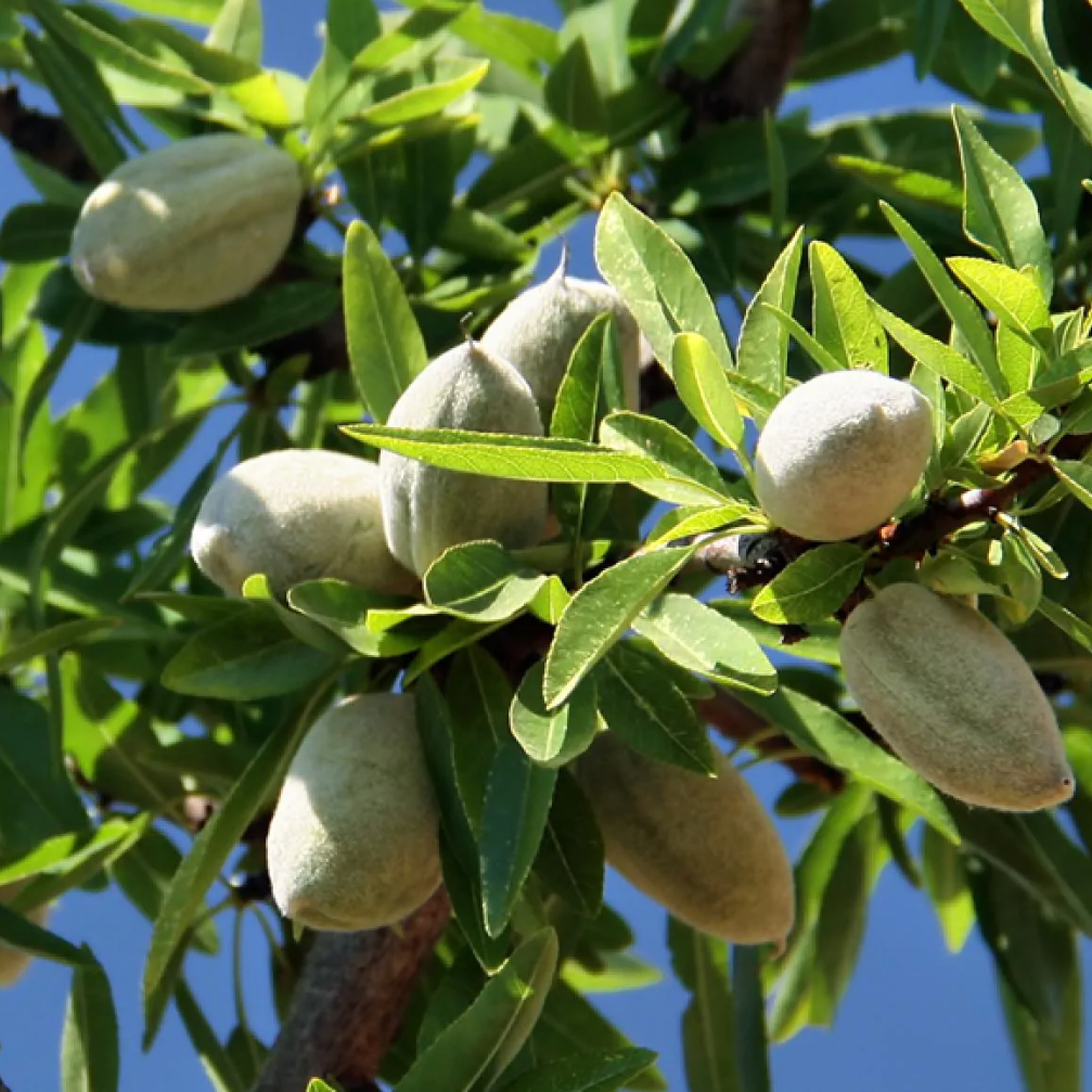 Amandier 'AÏ' / GF677