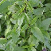 Plant de BASILIC THAI