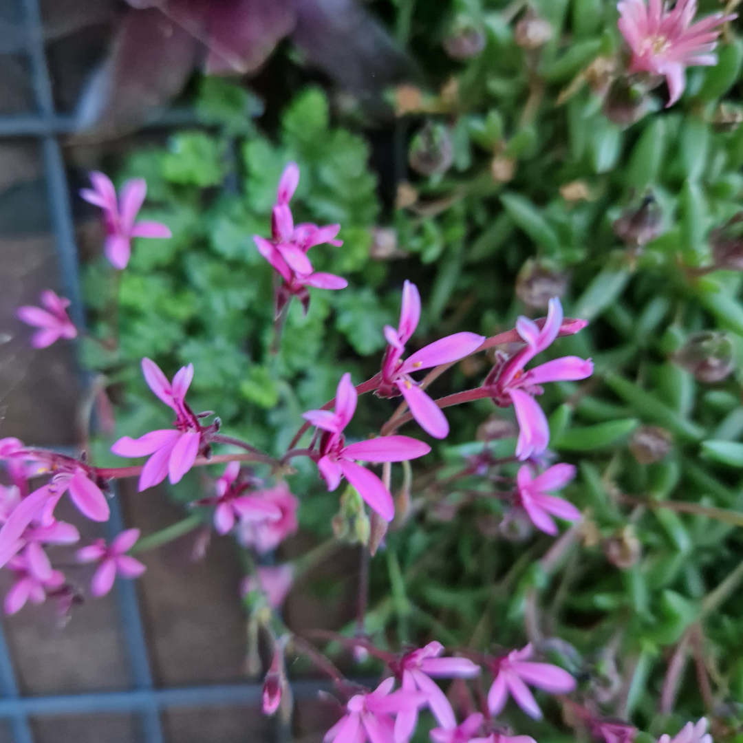 Pelargonium ‘ionidiflorum’