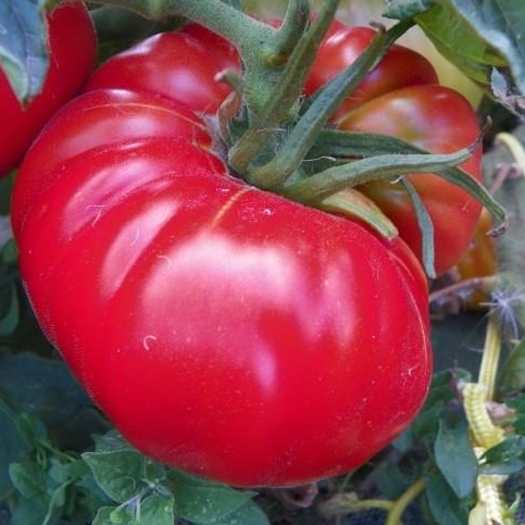 Tomate Potiron écarlate