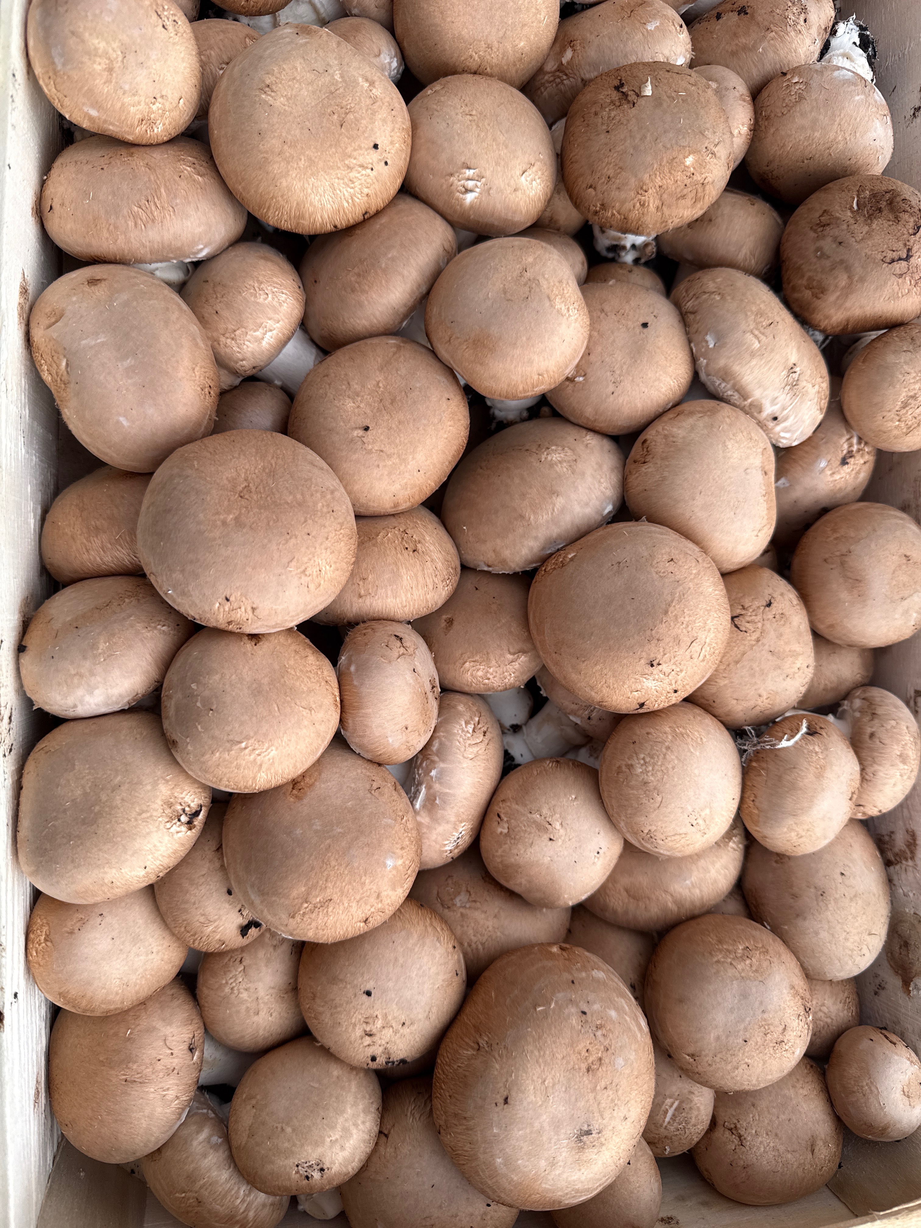 Champignon brun - 200g