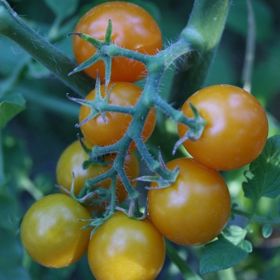 Plant Tomate Cerise Orange - 300g