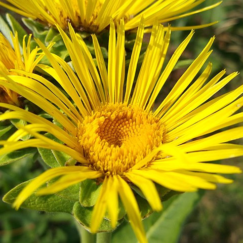 Grande aunée - pot 2L