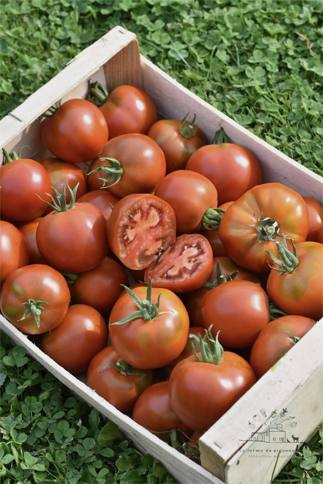 Tomate ancienne type noire de crimée