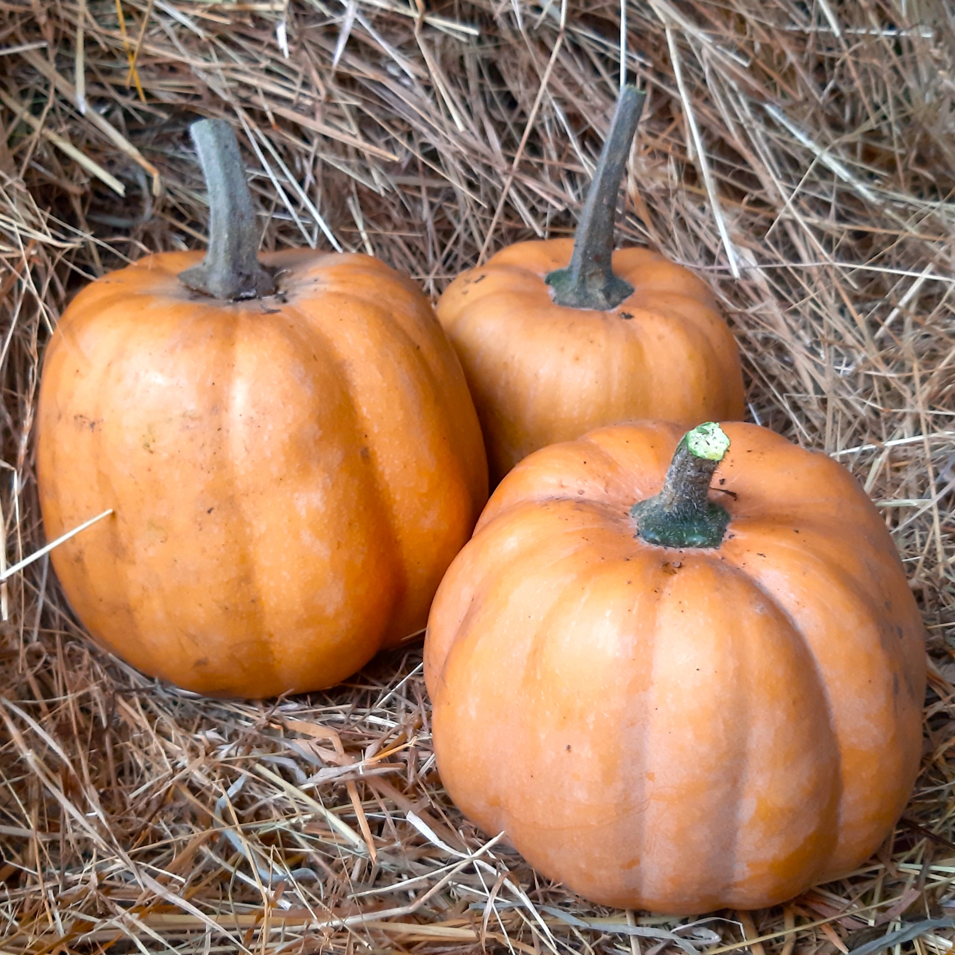 Mini courge musquée Carat