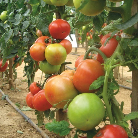 Plant Tomate Fournaise - 300g
