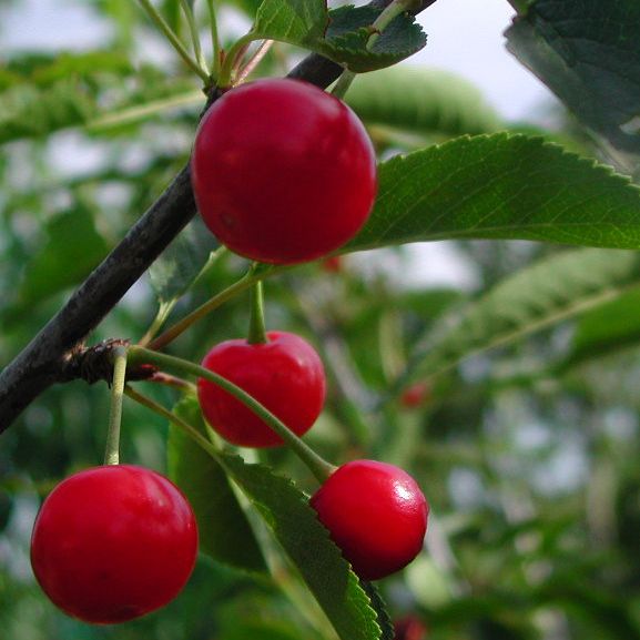 Cerisier - Prunus avium "Griotte Montmorrency Courte Queue"
