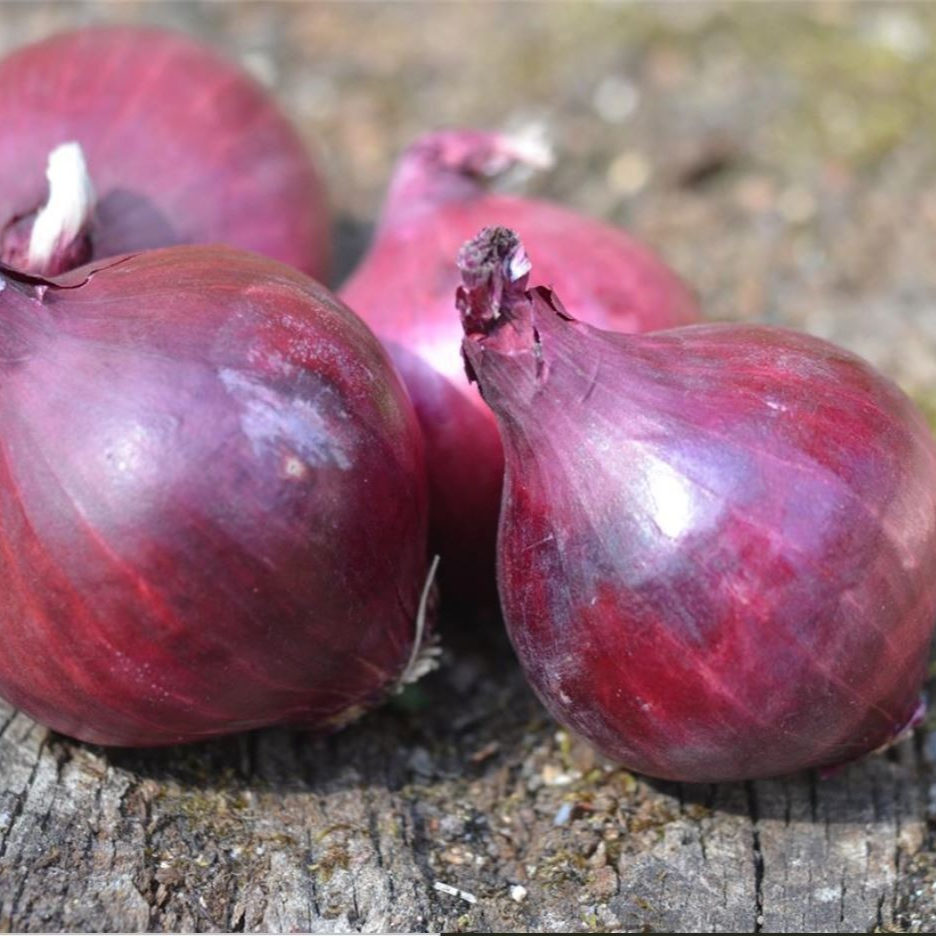Oignon rouge